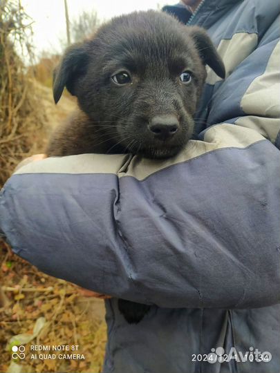 Два мальчика и одна девочка