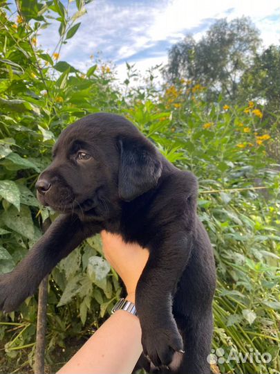 Щенки лабрадора