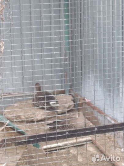 Подсадные гуси