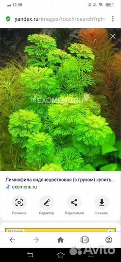 Аквариумные растения