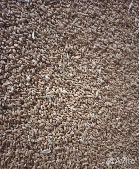 Подсолнечник, Ячмень яровой корма