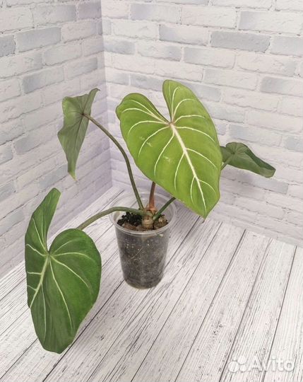 Филодендроны