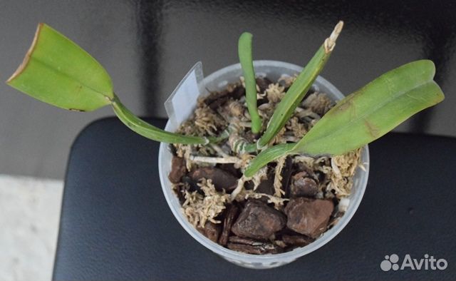 Орхидея сортовая каттлея