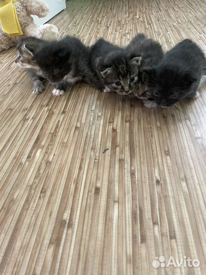 Котята курильский бобтейл