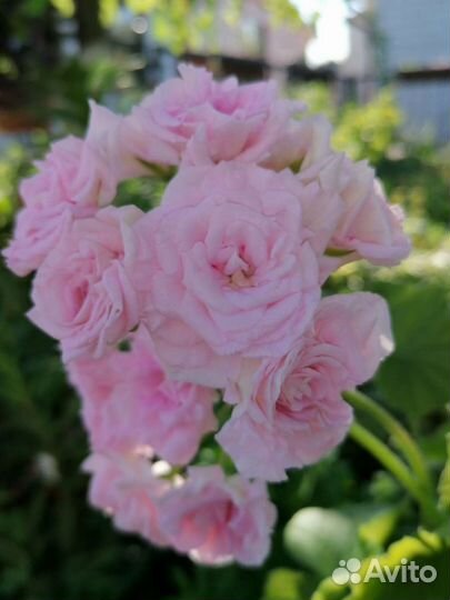 Пеларгония Rococo