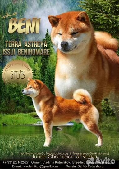 Кобель Сиба Ину для вязок