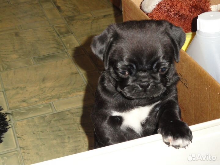 Щенок мопса черный. Девочка. 15.01.24