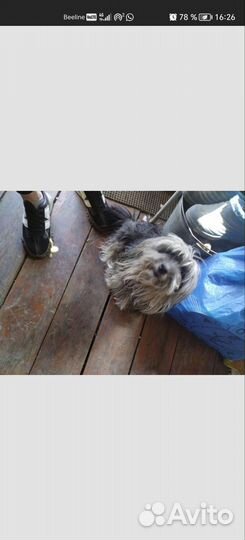 В добрые руки