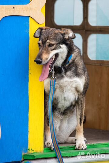 Монро Собака