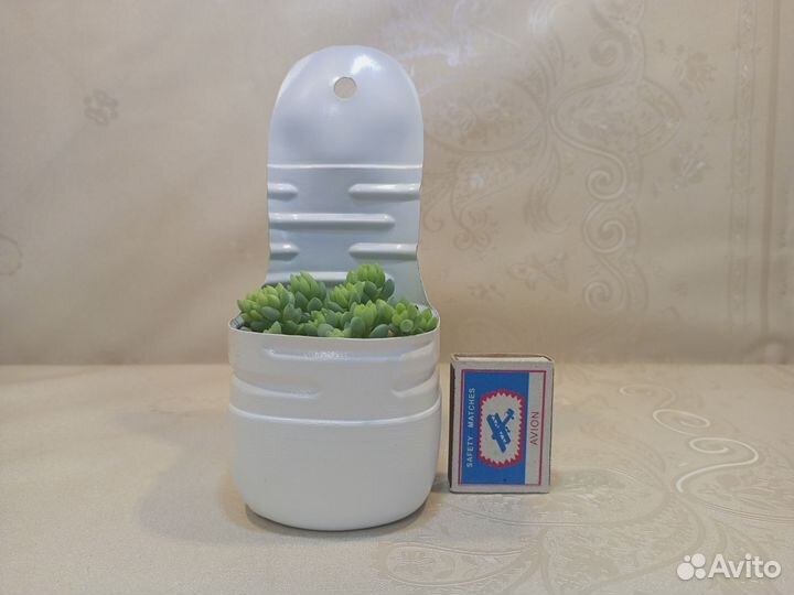 Седум Моргана, суккулент