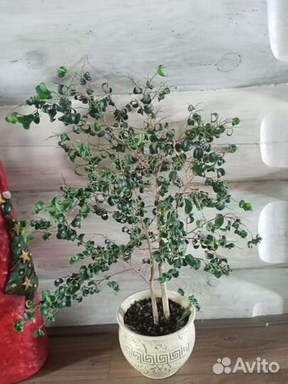 Фикус Барок. Два варианта. Без горшка