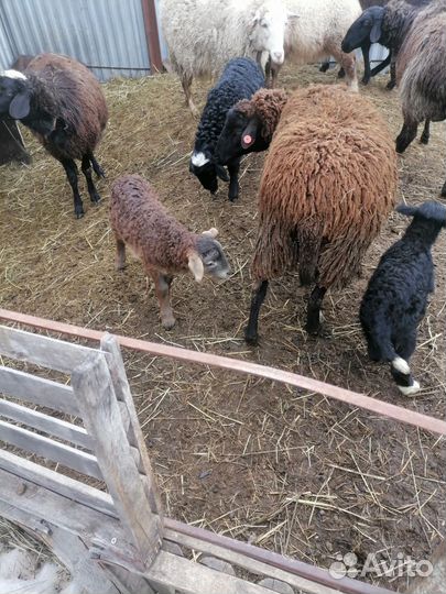 Овцы бараны курдючные