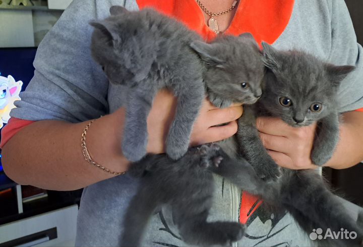Британские котята