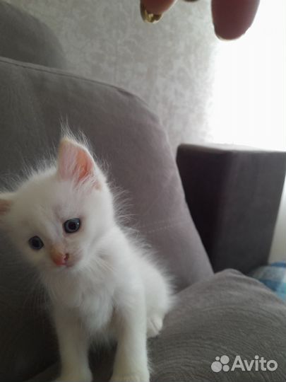 Кошка в дар бесплатно
