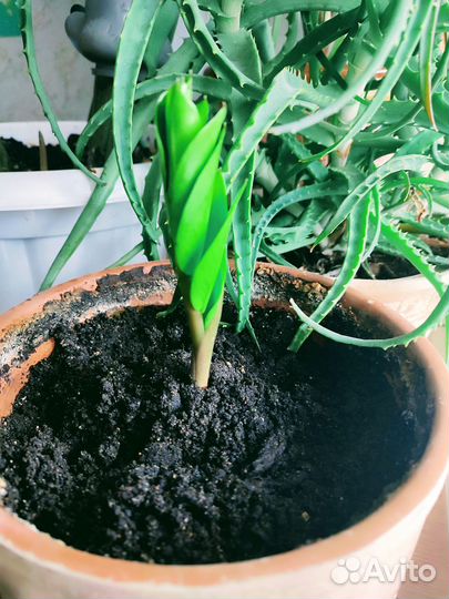 Замиокулькас