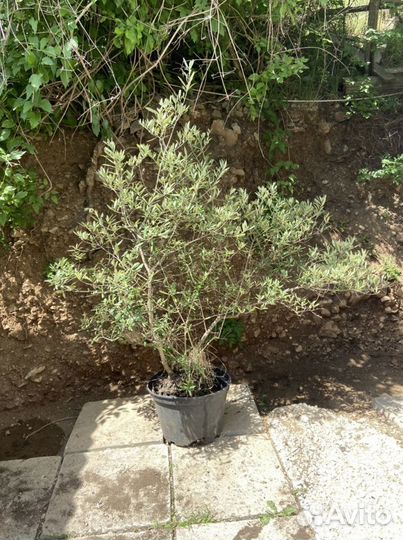 Олива дерево