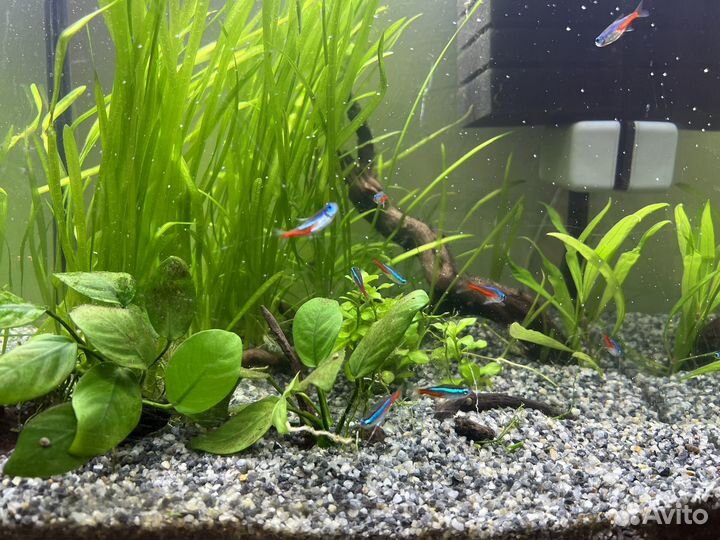 Аквариум