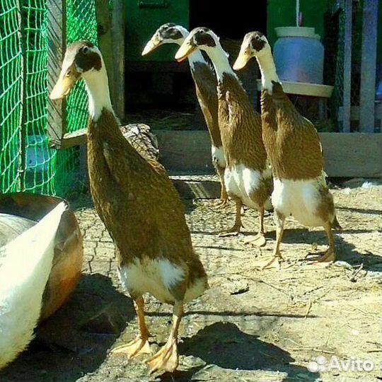 Селезни уток индийский бегунок