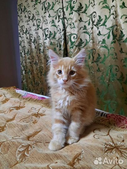 Котята мейн-кун