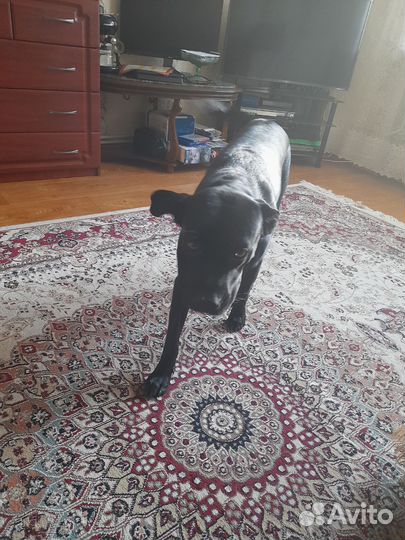 Отдам даром бесплатно в дар собаку