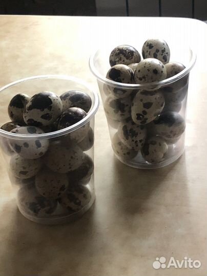 Яйца перепелиные домашние