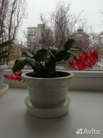 Декабристы красные