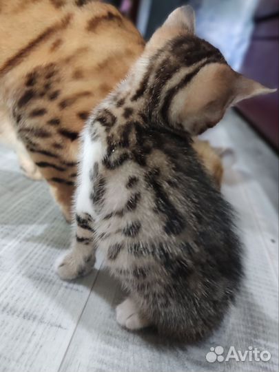 Бенгальская кошка в добрые руки