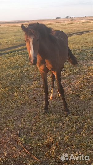 Кобылка 1,5 года
