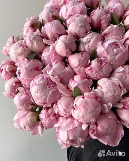 Пионы оптом