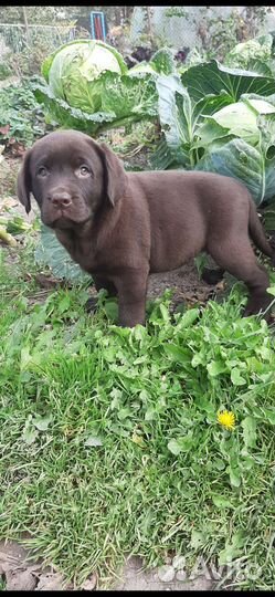 Лабрадор ретривер