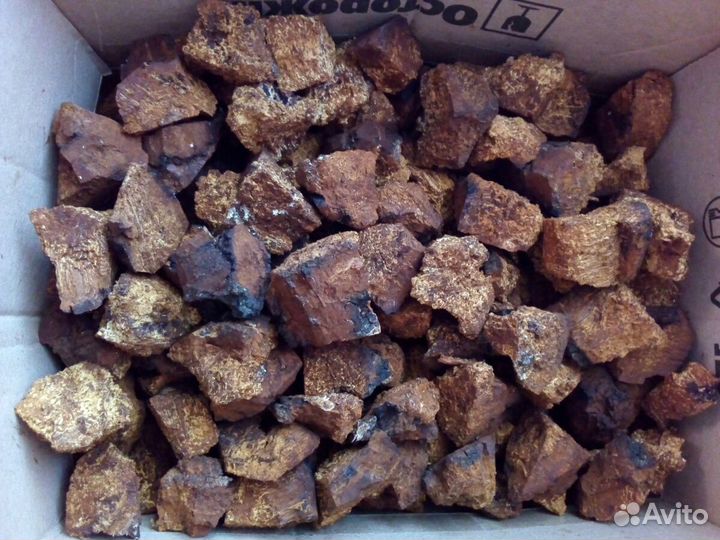 Чага-хранитель нашего здоровья от природы