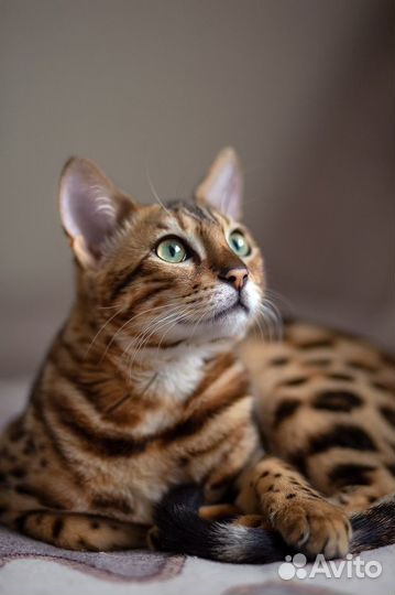 Бенгальский кот вязка