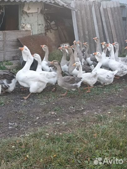 Холмогорские гуси