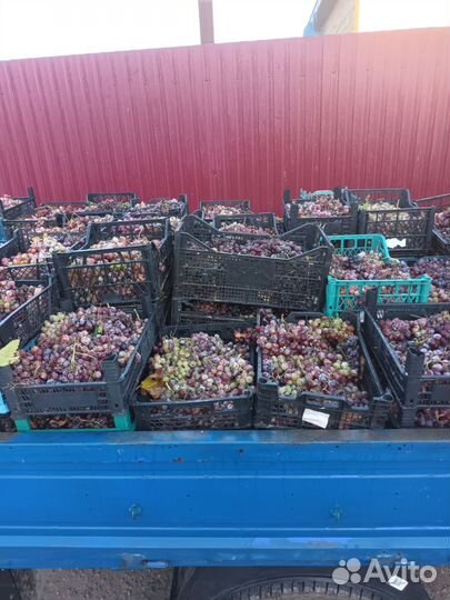 Виноград 30руб.кг