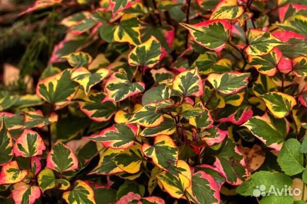 Хауттюйния сердцевидная Хамелеон