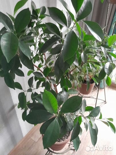 Фикус лировидный