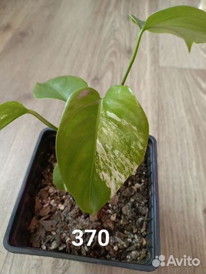 Монстера вариегатная Альба