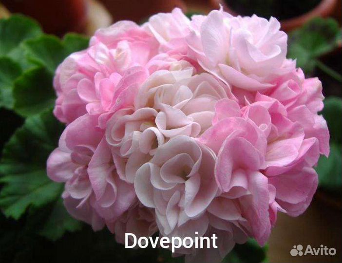 Пеларгония герань