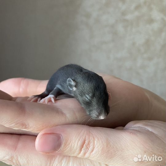 Крысята дамбо