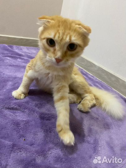 Кошки в добрые руки