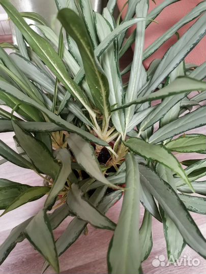 Аглаонема вайт ленс