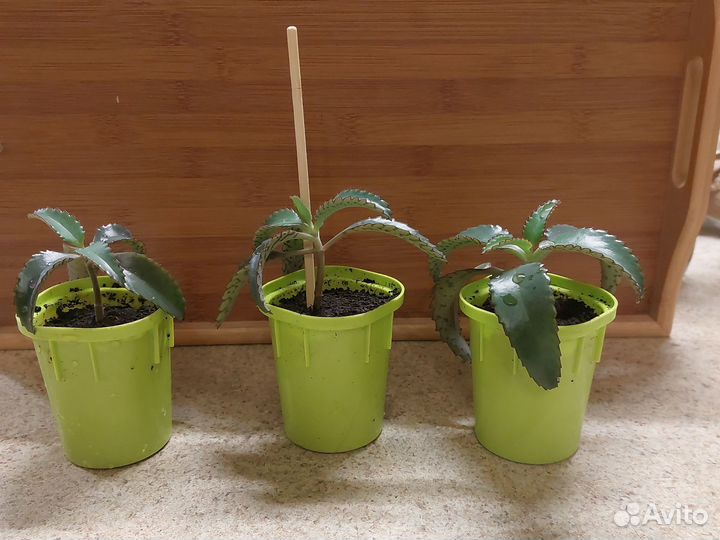 Каланхоэ лечебный Дегремона(живородящее)