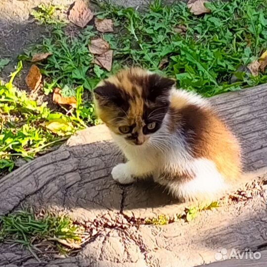 Котенок в добрые руки, бесплатно