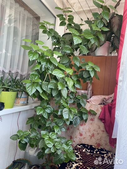 Гибискус, китайская роза