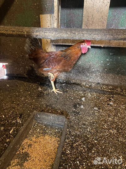 Молодые петухи (9 месяцев)