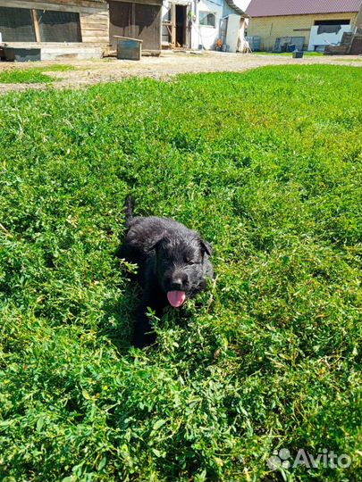 Шенки немецкой овчарки