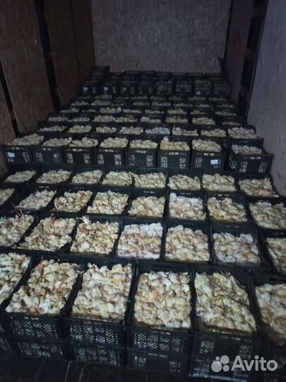 Цыплята суточные на корм