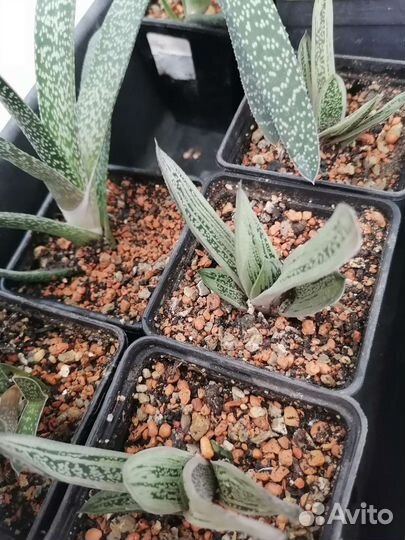 Суккуленты