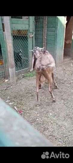 Козёл на племя