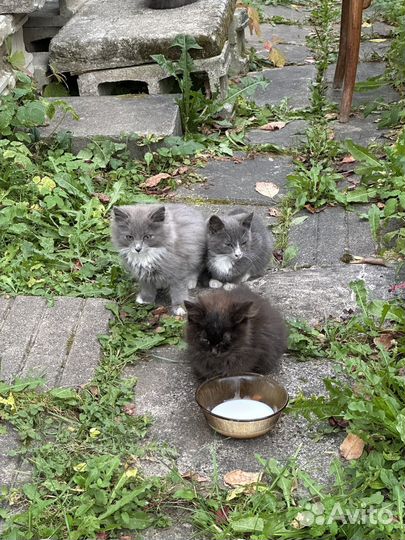 Котята в добрые руки бесплатно